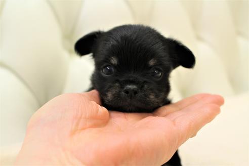 成約済の東京都のチワワ(ロングコート)-129442の1枚目
